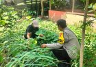 Bhabinkamtibmas Desa Mantun Dampingi Warga Kelola Pekarangan Pangan Bergizi, Dorong Kemandirian Pangan Masyarakat